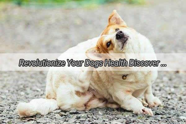 Revolutionize Your Dogs Health Discover the Perfect Dose of Chicken Gizzards for Optimal Wellbeing